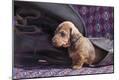 Premium Photographic Print