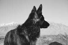 German Shepherd in the Coachella Valley, California-Zandria Muench Beraldo-Photographic Print