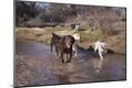 Photographic Print