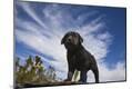 Photographic Print