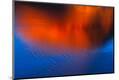 Premium Photographic Print