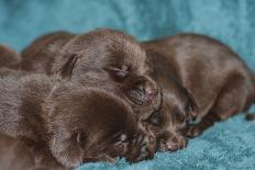 Pile of Sleeping Labrador Retriever Puppies-Zandria Muench Beraldo-Photographic Print