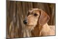 Premium Photographic Print