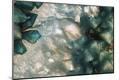 Photographic Print