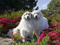 Two Great Pyrenees Together Among Red Flowers, California, USA-Zandria Muench Beraldo-Photographic Print