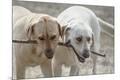 Premium Photographic Print