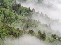 USA, Tennessee, North Carolina, Great Smoky Mountains National Park-Zandria Muench Beraldo-Photographic Print