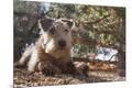 Photographic Print