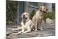 Premium Photographic Print