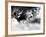 Zanix-Fabio Panichi-Framed Photographic Print