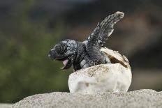 Loggerhead Turtle (Caretta Caretta) Hatching, Dalyan Delta, Turkey, July-Zankl-Photographic Print