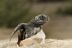 Newly Hatched Loggerhead Turtles (Caretta Caretta) Heading Down Beach to the Sea, Dalyan, Turkey-Zankl-Photographic Print