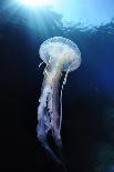 Pelagia Stinger - Common Jellyfish (Pelagia Noctiluca) Malta, Mediteranean, May 2009-Zankl-Framed Photographic Print