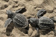Newly Hatched Loggerhead Turtles (Caretta Caretta) Heading Down Beach to the Sea, Dalyan, Turkey-Zankl-Photographic Print