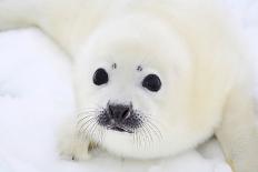 Baby Harp Seal Pup On Ice Of The White Sea-zanskar-Photographic Print