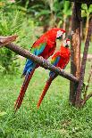 Parrots: Scarlet Macaw (Ara Macao)-zanskar-Framed Photographic Print