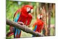 Photographic Print