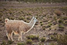 4Wd in the Moiddle of Salar De Uyuni, Salt Flat in Bolivia-zanskar-Photographic Print