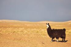 4Wd in the Moiddle of Salar De Uyuni, Salt Flat in Bolivia-zanskar-Photographic Print