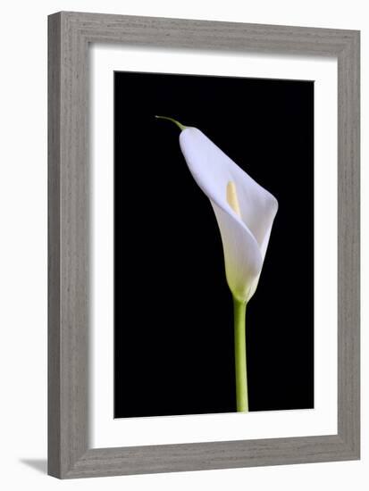 Zantedeschia Araceae Single Flower-Charles Bowman-Framed Photographic Print