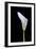 Zantedeschia Araceae Single Flower-Charles Bowman-Framed Photographic Print