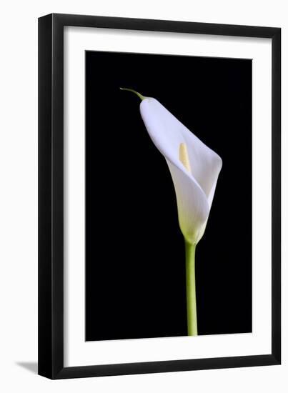 Zantedeschia Araceae Single Flower-Charles Bowman-Framed Photographic Print