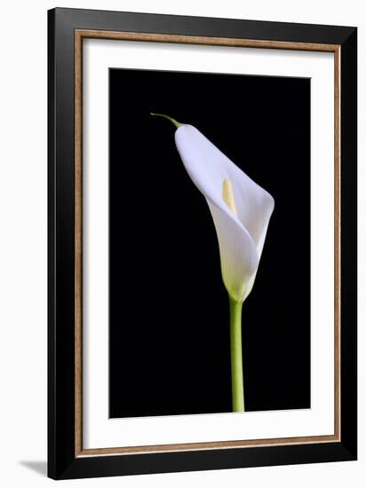 Zantedeschia Araceae Single Flower-Charles Bowman-Framed Photographic Print