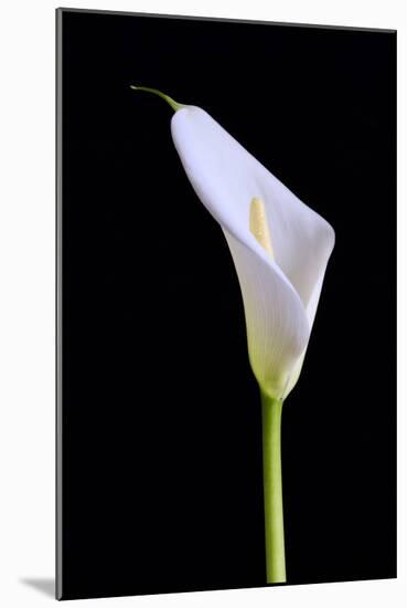 Zantedeschia Araceae Single Flower-Charles Bowman-Mounted Photographic Print