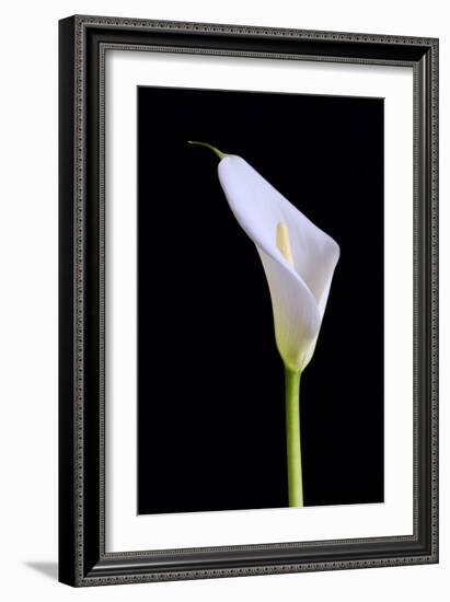 Zantedeschia Araceae Single Flower-Charles Bowman-Framed Photographic Print