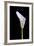 Zantedeschia Araceae Single Flower-Charles Bowman-Framed Photographic Print