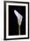 Zantedeschia Araceae Single Flower-Charles Bowman-Framed Photographic Print