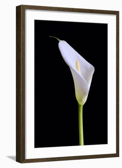 Zantedeschia Araceae Single Flower-Charles Bowman-Framed Photographic Print