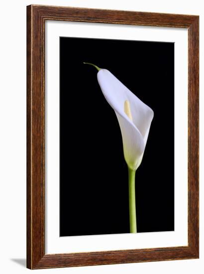 Zantedeschia Araceae Single Flower-Charles Bowman-Framed Photographic Print