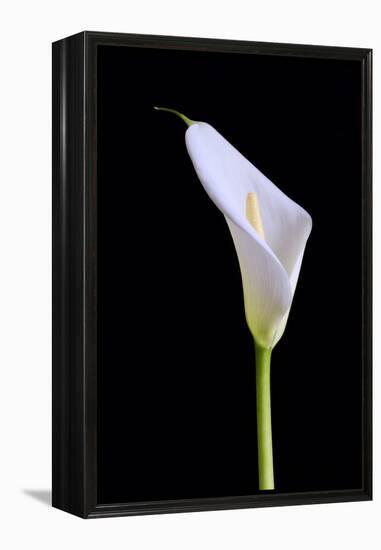 Zantedeschia Araceae Single Flower-Charles Bowman-Framed Premier Image Canvas