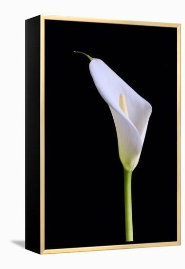 Zantedeschia Araceae Single Flower-Charles Bowman-Framed Premier Image Canvas