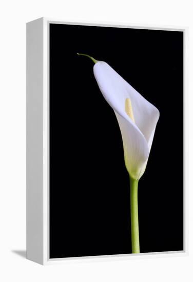 Zantedeschia Araceae Single Flower-Charles Bowman-Framed Premier Image Canvas