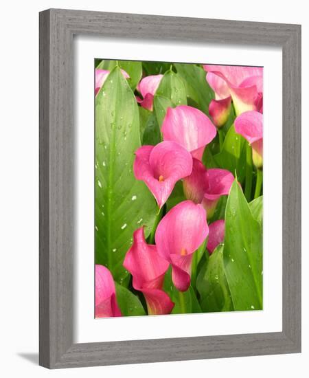 Zantedeschia 'Captain Romance'-Tony Craddock-Framed Photographic Print