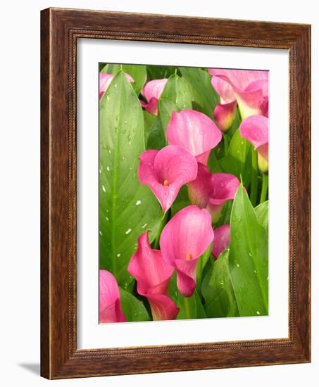 Zantedeschia 'Captain Romance'-Tony Craddock-Framed Photographic Print