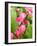 Zantedeschia 'Captain Romance'-Tony Craddock-Framed Photographic Print