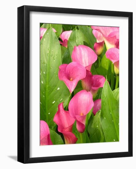 Zantedeschia 'Captain Romance'-Tony Craddock-Framed Photographic Print