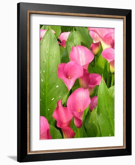 Zantedeschia 'Captain Romance'-Tony Craddock-Framed Photographic Print