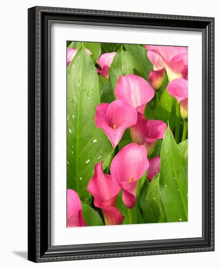 Zantedeschia 'Captain Romance'-Tony Craddock-Framed Photographic Print