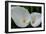 Zantedeschia Pair-Charles Bowman-Framed Photographic Print