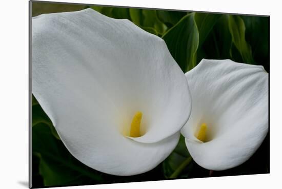 Zantedeschia Pair-Charles Bowman-Mounted Photographic Print