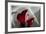 Zantedeschia - Red-Charles Bowman-Framed Photographic Print