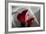 Zantedeschia - Red-Charles Bowman-Framed Photographic Print