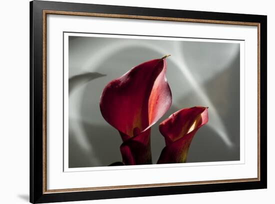 Zantedeschia - Red-Charles Bowman-Framed Photographic Print