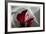 Zantedeschia - Red-Charles Bowman-Framed Photographic Print