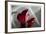 Zantedeschia - Red-Charles Bowman-Framed Photographic Print