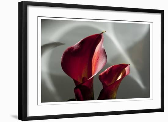 Zantedeschia - Red-Charles Bowman-Framed Photographic Print